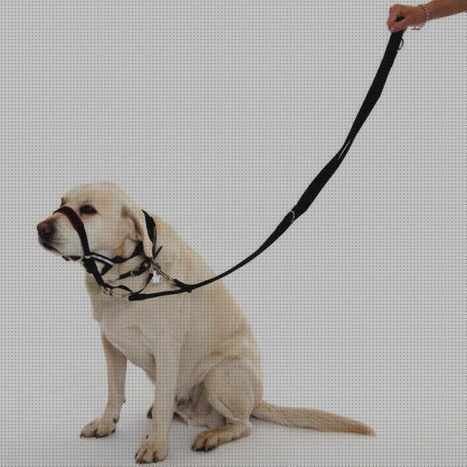 Review de correas para perros fuertes