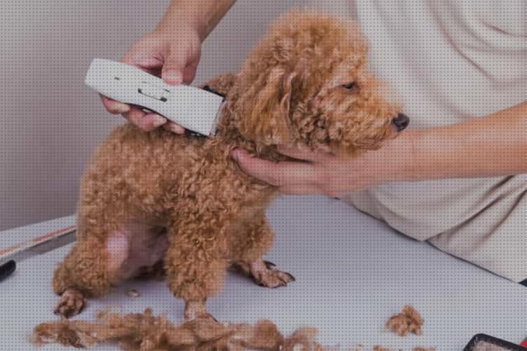 ¿Dónde poder comprar cortapelos perros cortapelos para perros?