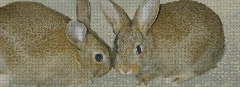 ¿Dónde poder comprar cria conejos cria de conejos para autoconsumo?