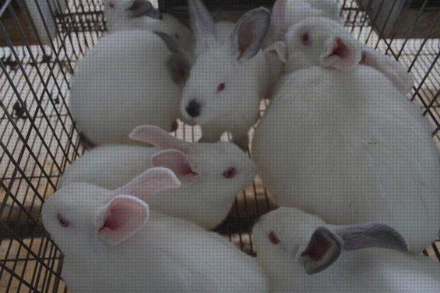 Los 32 Mejores Cria De Conejos Para Autoconsumos