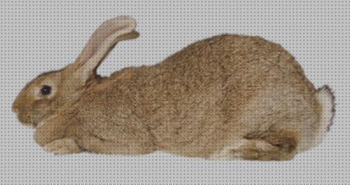 Review de cria de conejos para autoconsumo