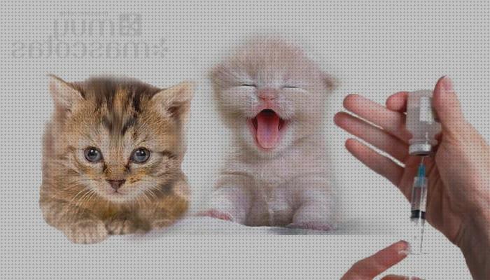 Las mejores vacunas gatos cuadro de vacunas para gatos