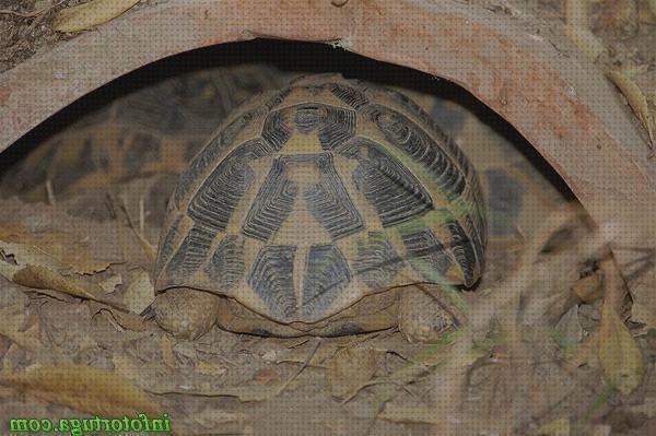 ¿Dónde poder comprar cuevas tortugas cuevas para tortugas de tierra?