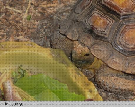 Las mejores cuidados cuidados básicos para una tortuga de tierra