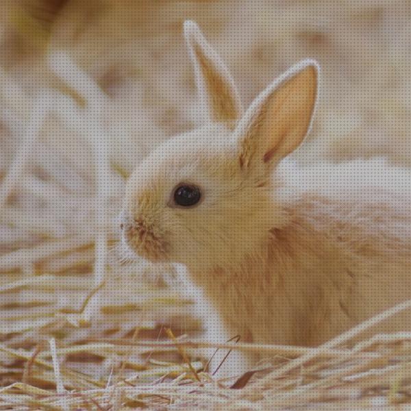 ¿Dónde poder comprar cuidados conejos cuidados especiales para conejos?