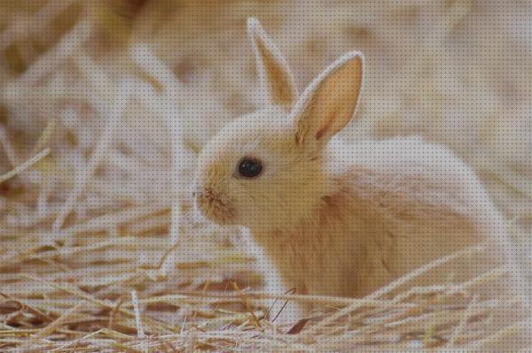 Las mejores cuidados conejos cuidados especiales para conejos