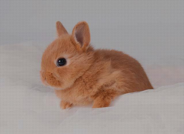 Opiniones de los 22 mejores Cuidados Para Conejos Super Toys