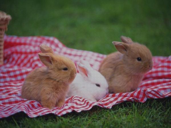Review de cuidados para conejos tou