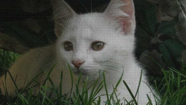 ¿Dónde poder comprar cuidados gatos cuidados para gatos blancos?
