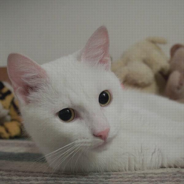 Los 19 Mejores Cuidados Para Gatos Blancos