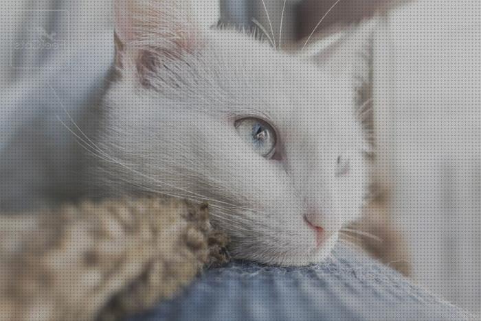 Review de cuidados para gatos blancos