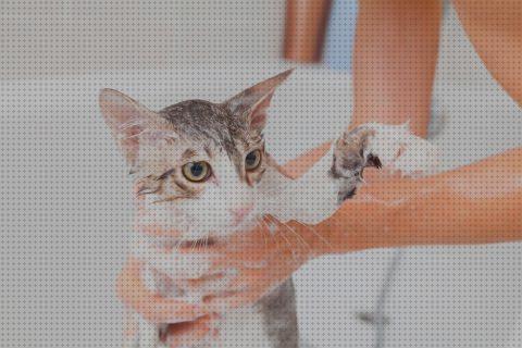Las mejores marcas de cuidados gatos cuidados para gatos