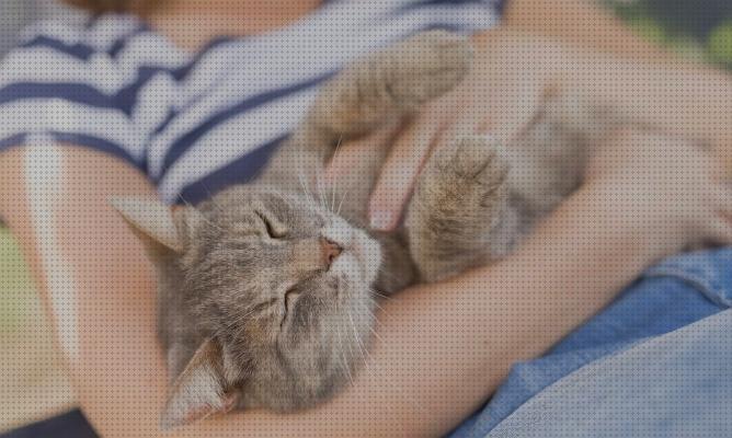 ¿Dónde poder comprar cuidados gatos cuidados para gatos?