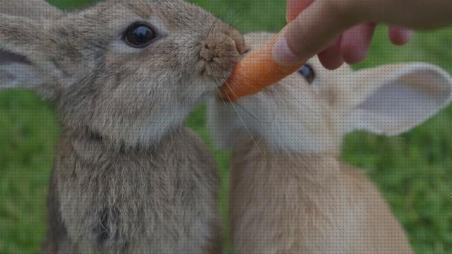 ¿Dónde poder comprar cuidados conejos cuidados para los conejos domesticos?