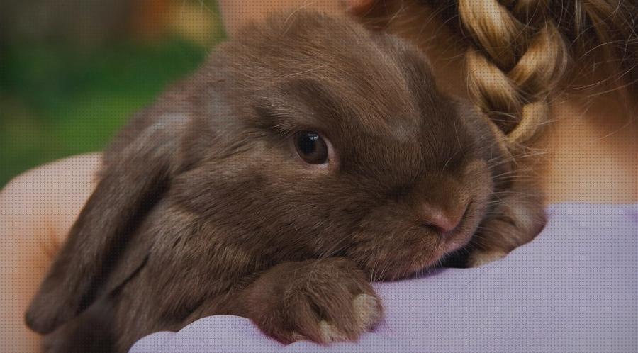 Las mejores cuidados conejos cuidados para los conejos domesticos