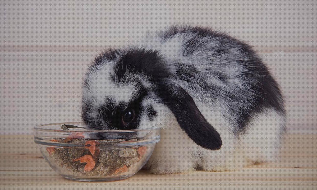 ¿Dónde poder comprar cuidados cuidados para mis conejis mascotas?