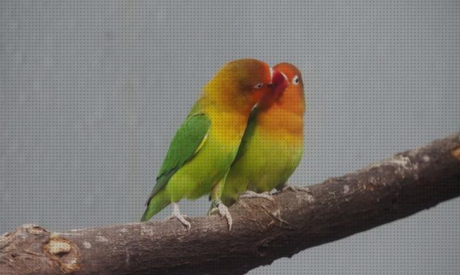 Los 21 Mejores Cuidados Para Pájaros Del Amores