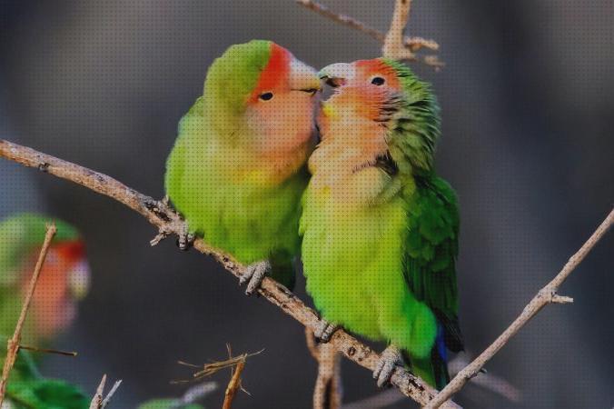 Las mejores cuidados cuidados para pájaros del amor