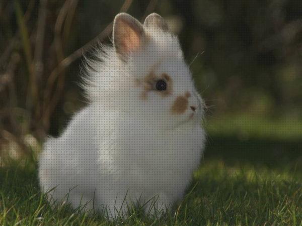 Opiniones de los 24 mejores Cuidados Para Un Conejos Angora