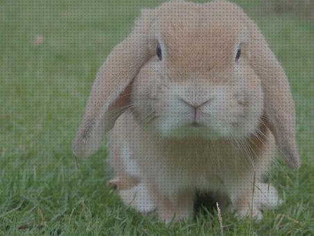 ¿Dónde poder comprar cuidados cuidados para un conejo mini lop?