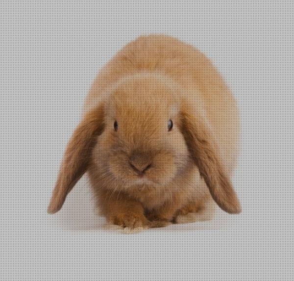 Los mejores 27 Cuidados Para Un Conejos Mini Lop