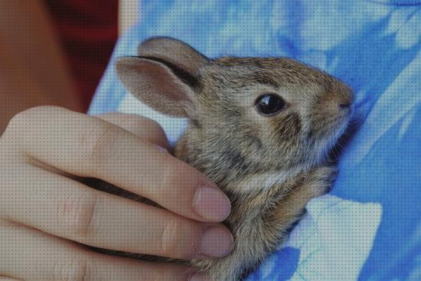 Las mejores cuidados cuidados para un conejo recien nacido