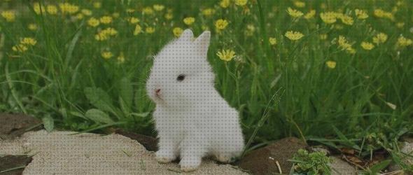 Review de cuidados para un conejo recien nacido