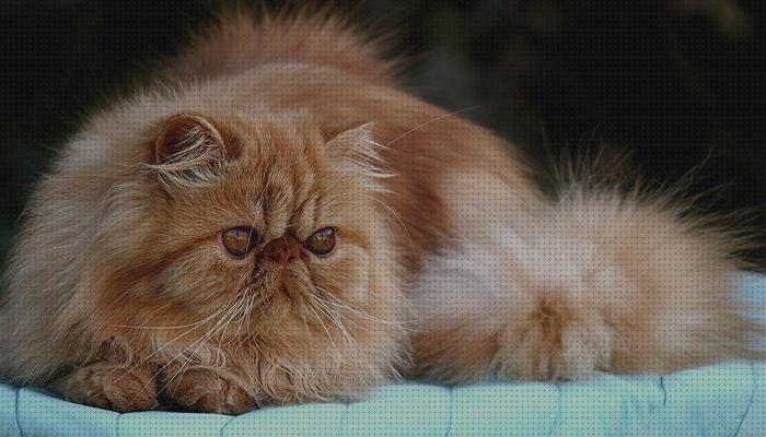 ¿Dónde poder comprar cuidados cuidados para un gato persa?