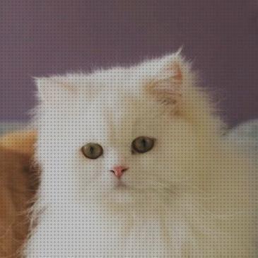 Las mejores cuidados cuidados para un gato persa