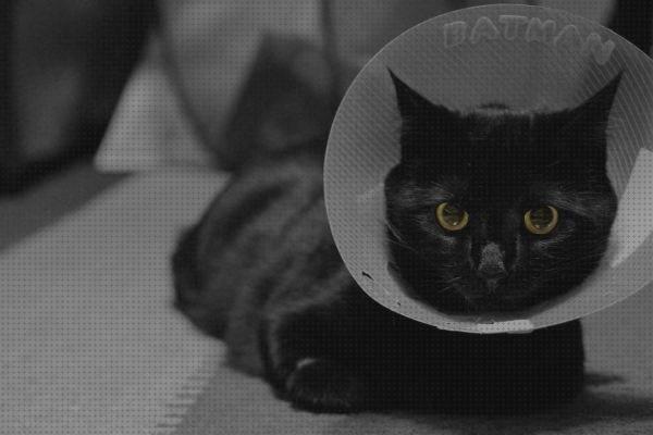 Review de cuidados para un gato recien operado