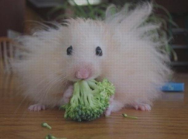 ¿Dónde poder comprar cuidados hamster cuidados para un hamster angora?