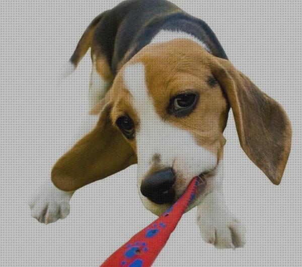 ¿Dónde poder comprar cuidados cuidados para un perro beagle cachorro?