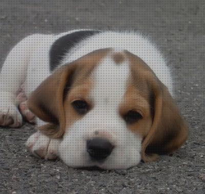 Los mejores 19 Cuidados Para Un Para Perros Beagles Cachorros
