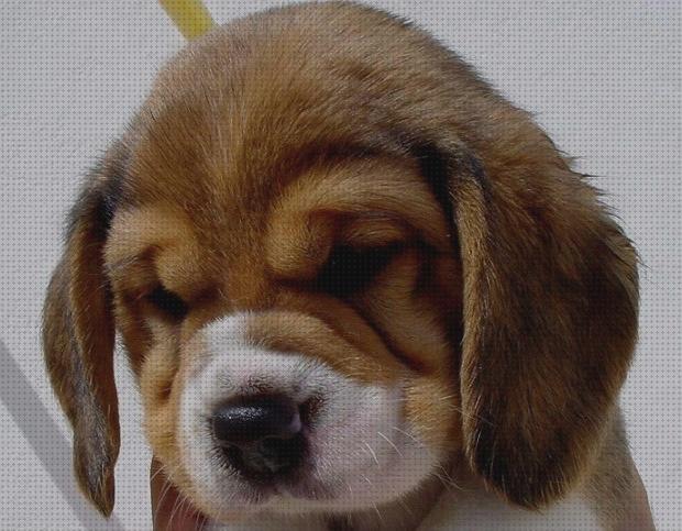 Las mejores cuidados cuidados para un perro beagle cachorro