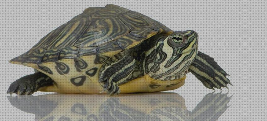 Review de cuidados para una tortuga de agua dulce