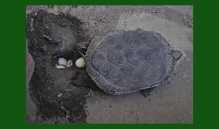 ¿Dónde poder comprar cuidados cuidados para una tortuga de rio?