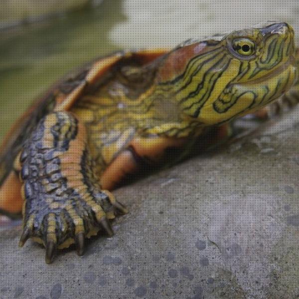 Las mejores cuidados cuidados para una tortuga de rio