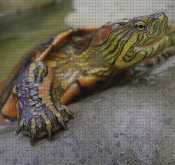 Review de cuidados para una tortuga de rio