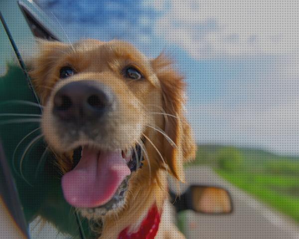 Análisis de los 18 mejores Cuidados Para Viajar Con Tus Mascotas
