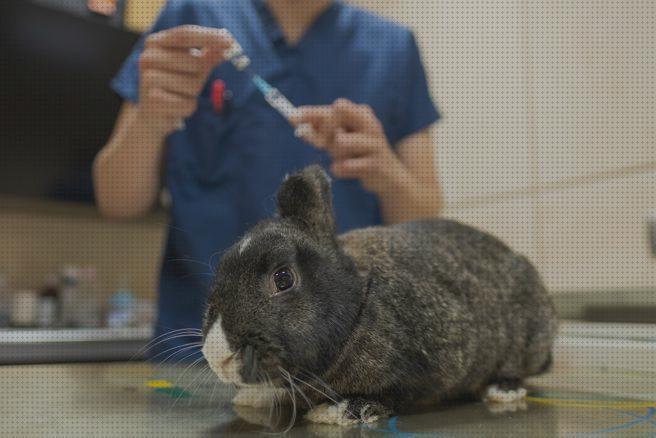 ¿Dónde poder comprar cuidados conejos cuidados veterinarios para conejos?