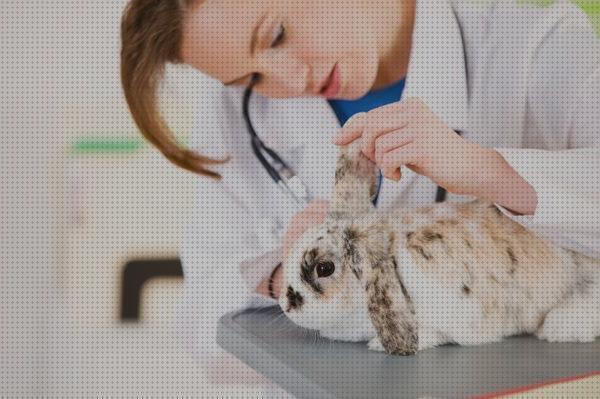 Los 19 Mejores Cuidados Veterinarios Para Conejos