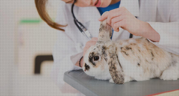 Review de cuidados veterinarios para conejos