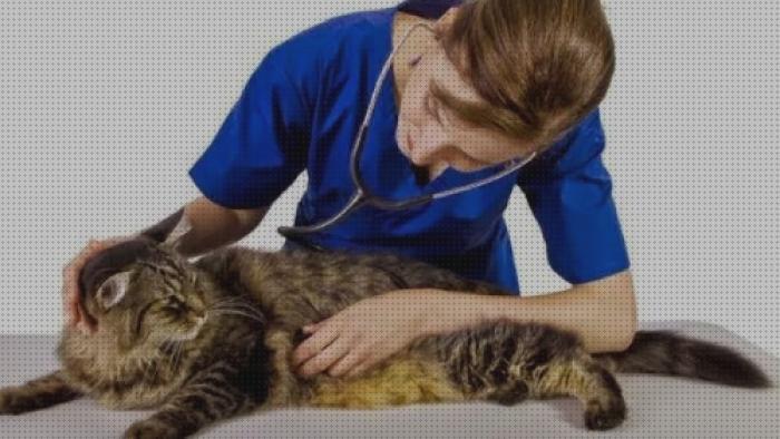 ¿Dónde poder comprar cuidados gatos cuidados veterinarios para gatos?