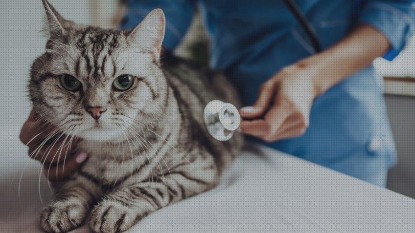 Análisis de los 18 mejores Cuidados Veterinarios Para Gatos