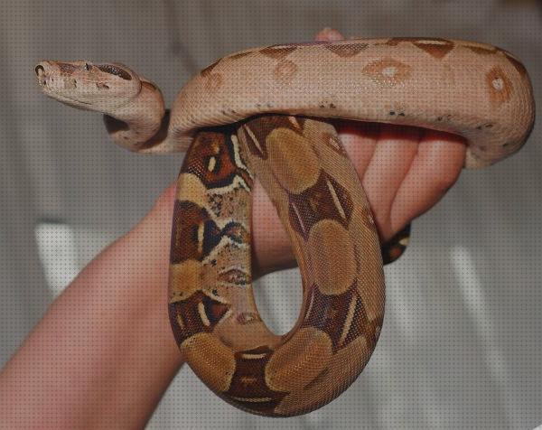 Review de las 21 mejores serpientes culebras