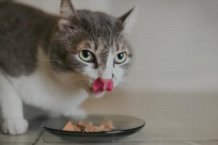 Las mejores dietas gatos dieta ideal para gatos