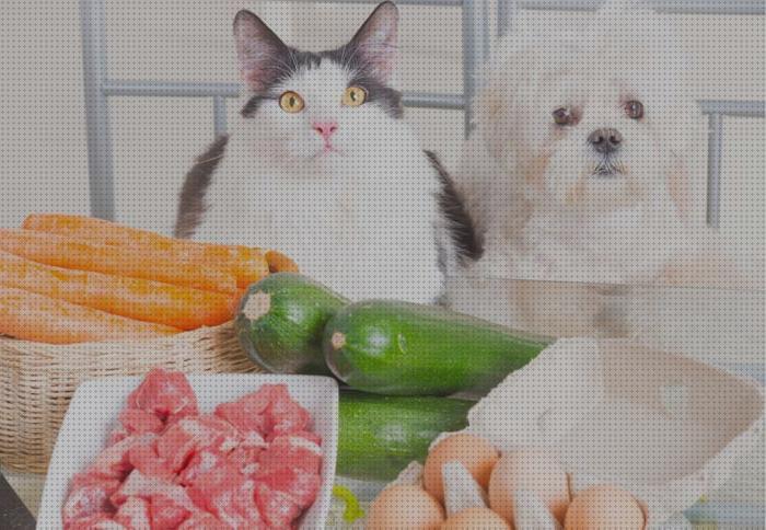¿Dónde poder comprar dietas gatos dieta liquida para gatos?