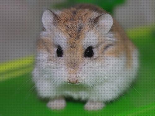 Las 8 Mejores Dietas Para Hamster Roborowski 21