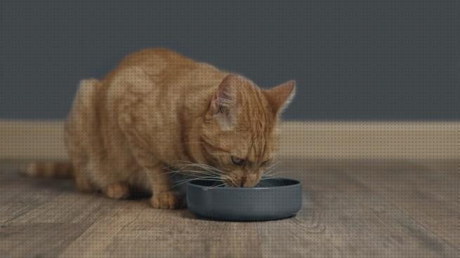 Las mejores marcas de dietas gatos dieta liquida para gatos