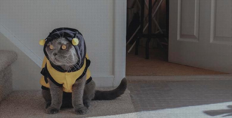 Las mejores disfraces gatos disfraces para gatos